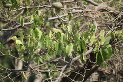 Hura polyandra