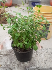 Stevia rebaudiana