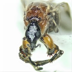 Dilophus tibialis breviceps