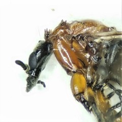 Dilophus tibialis breviceps