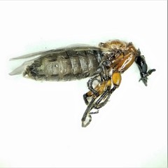 Dilophus tibialis breviceps