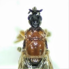 Dilophus tibialis breviceps