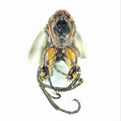 Dilophus tibialis breviceps