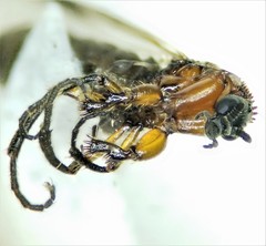 Dilophus tibialis breviceps