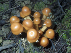 Pholiota malicola