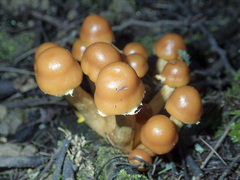 Pholiota malicola