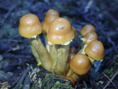 Pholiota malicola