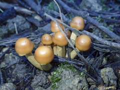 Pholiota malicola