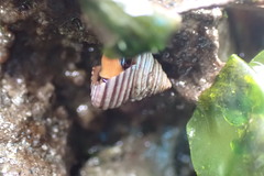 Calliostoma ligatum