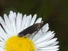 Scythris fuscicomella