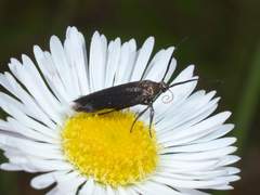 Scythris fuscicomella