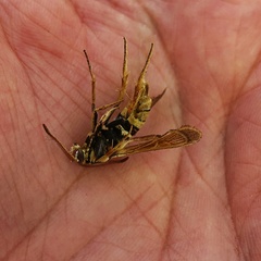 Paranthrene robiniae