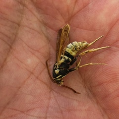 Paranthrene robiniae