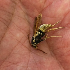 Paranthrene robiniae