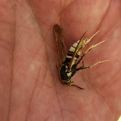 Paranthrene robiniae