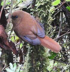 Cinnycerthia unirufa