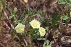 Chamaesaracha edwardsiana