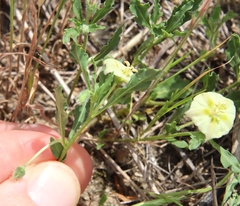 Chamaesaracha edwardsiana