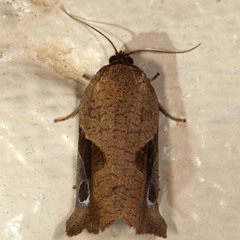 Anacrusis turrialbae