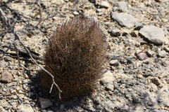 Echinomastus durangensis