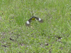 Spinus psaltria psaltria