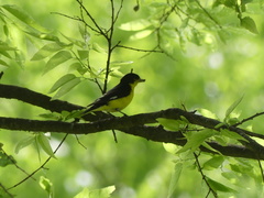 Spinus psaltria psaltria