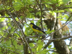 Spinus psaltria psaltria