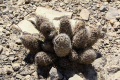 Coryphantha durangensis durangensis