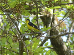 Spinus psaltria psaltria