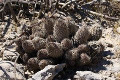 Coryphantha durangensis durangensis