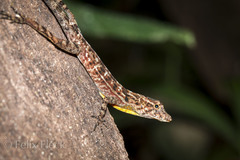 Anolis osa