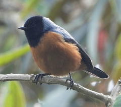 Conirostrum sitticolor