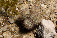 Echinomastus durangensis