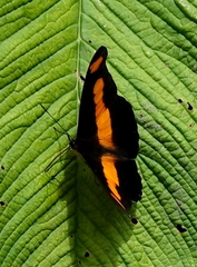 Catonephele chromis chromis