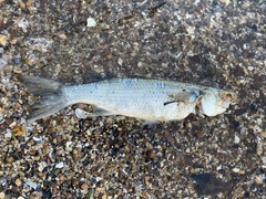 Gracilimugil argenteus