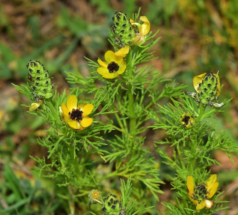 Yellow Pheasant's-eye