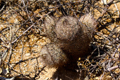 Echinomastus durangensis