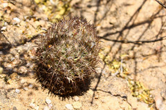 Echinomastus durangensis