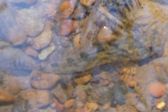 Cottus gulosus