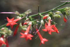 Ipomopsis aggregata collina