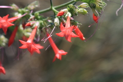 Ipomopsis aggregata collina