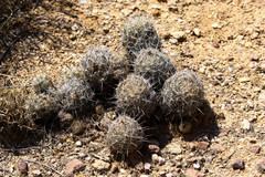 Coryphantha pseudonickelsiae