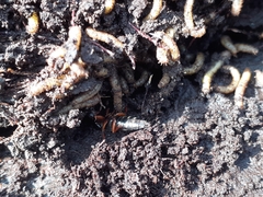 Dinothenarus badipes