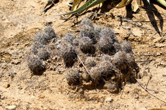 Coryphantha pseudonickelsiae