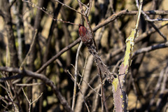Peniocereus greggii greggii