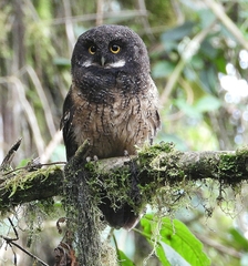 Megascops albogularis