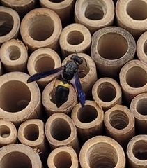 Ancistrocerus spinolae