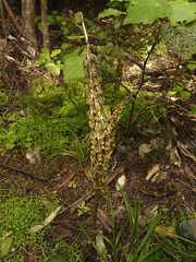 Gastrodia molloyi