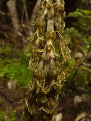 Gastrodia molloyi