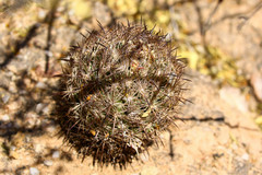 Echinomastus durangensis